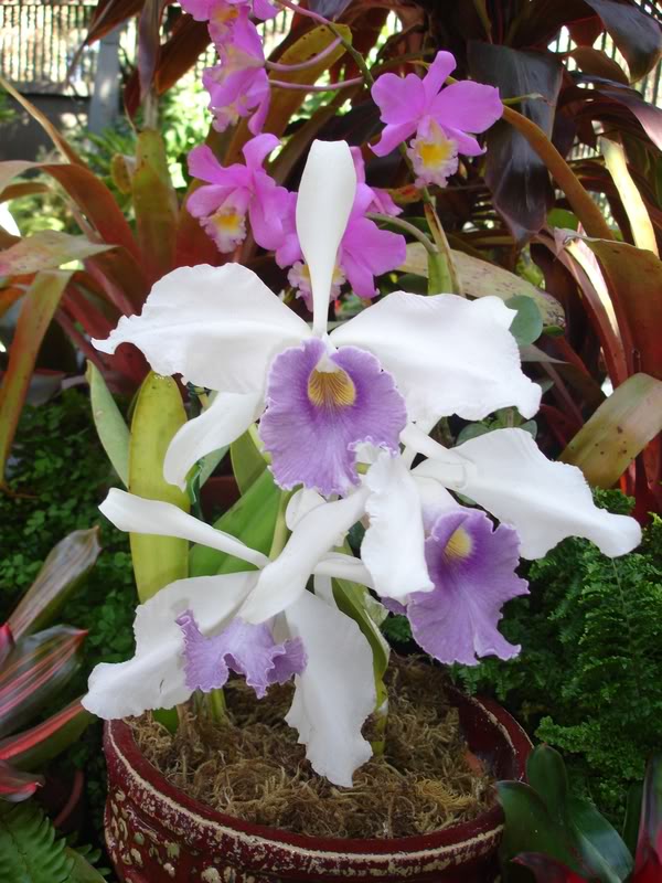 ORQUIDEA5.jpg