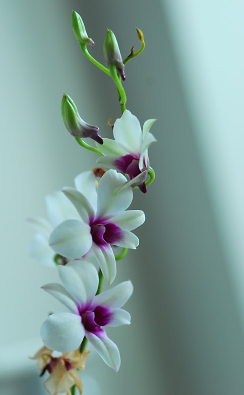 orquidea5.jpg