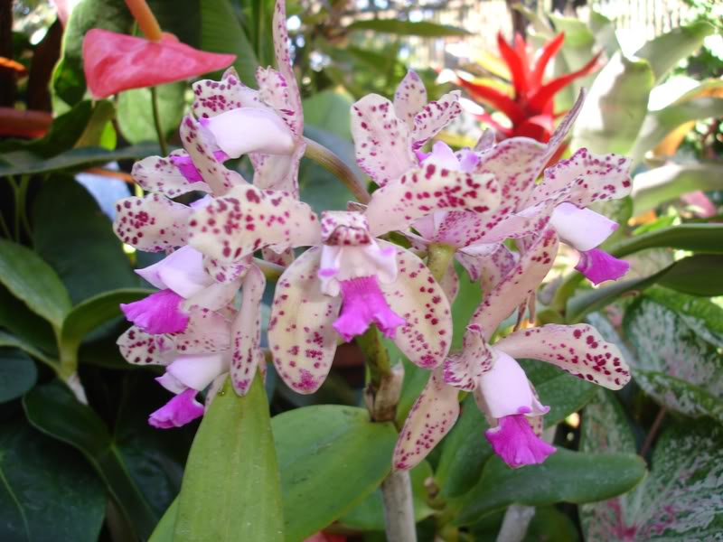 ORQUIDEA6.jpg