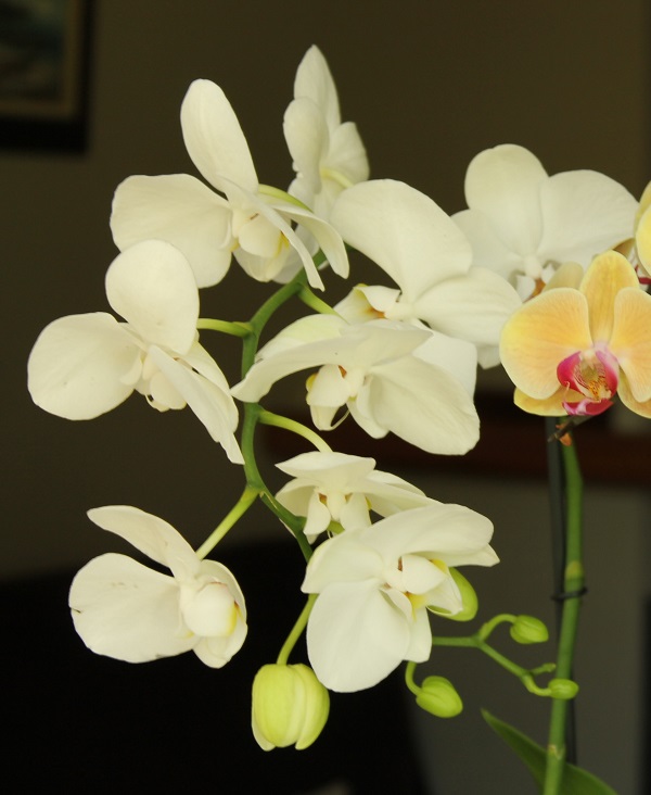 orquidea6.jpg