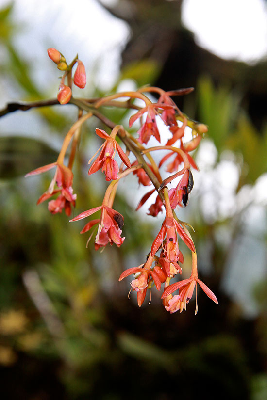 orquidea9.jpg