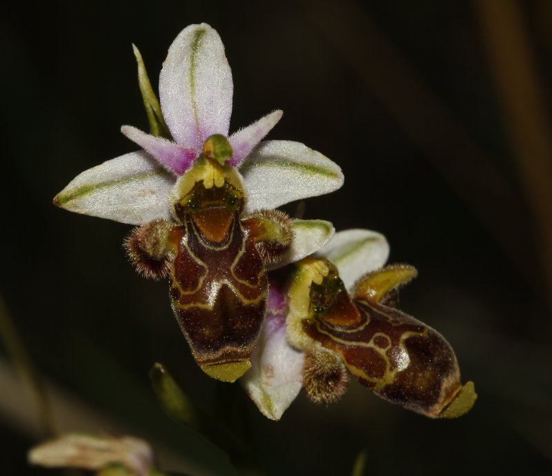 orquidea_8178.jpg