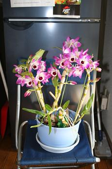orquidea_dendrobium.JPG