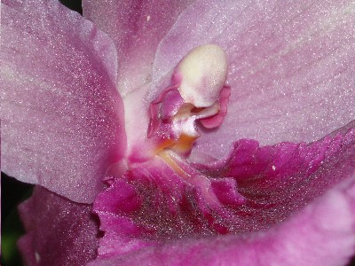 orquidea_malva-rosada_detalle.JPG