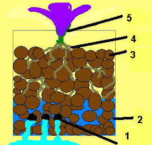 Orquidea_semihidroponica.GIF