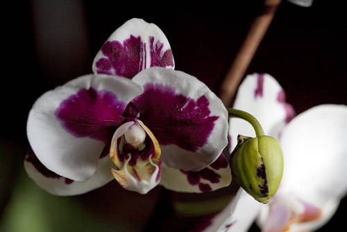 Orquidea_vino-1p.jpg