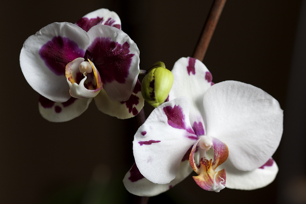 Orquidea_vino-6p.jpg