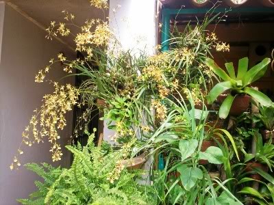 orquideadeanapatricia-1.jpg