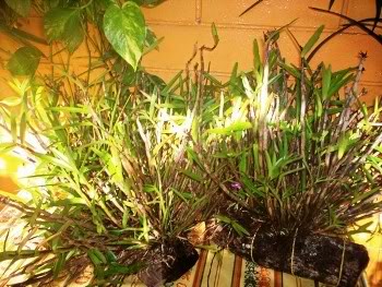 orquideadeAnaPatricia-2.jpg
