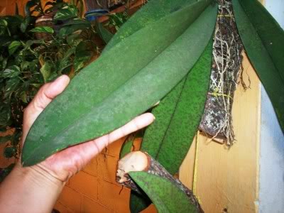 orquideadeanapatricia-3.jpg