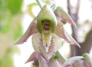 orquideadeAnaPatricia-5.jpg