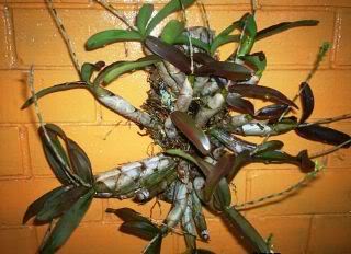 orquideadeanapatricia-5.jpg
