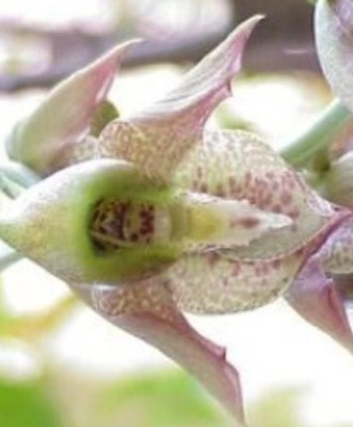 orquideadeAnaPatricia-9.jpg