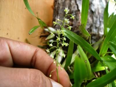 orquideadeAnaPatricia.jpg