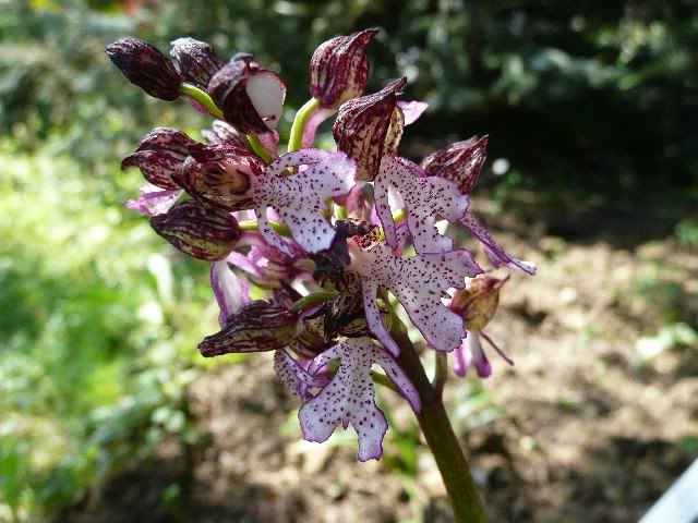 orquideaOrchispapilionacea.jpg