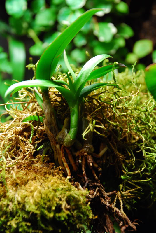 orquideapeke.jpg