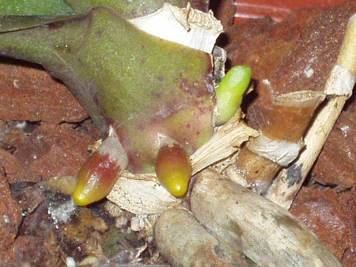 ORQUIDEAS 001.jpg