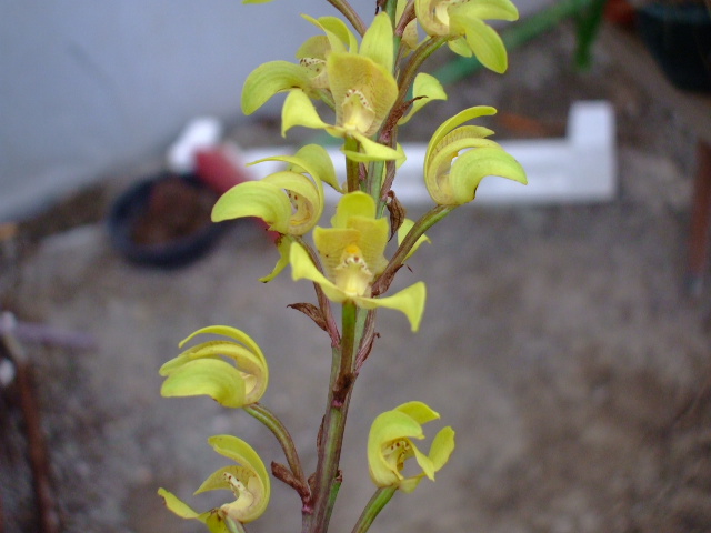 ORQUIDEAS 002.jpg