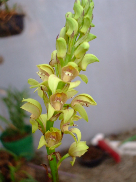 ORQUIDEAS 003.jpg