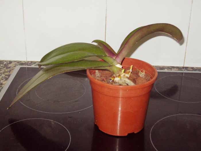ORQUIDEAS 004.jpg