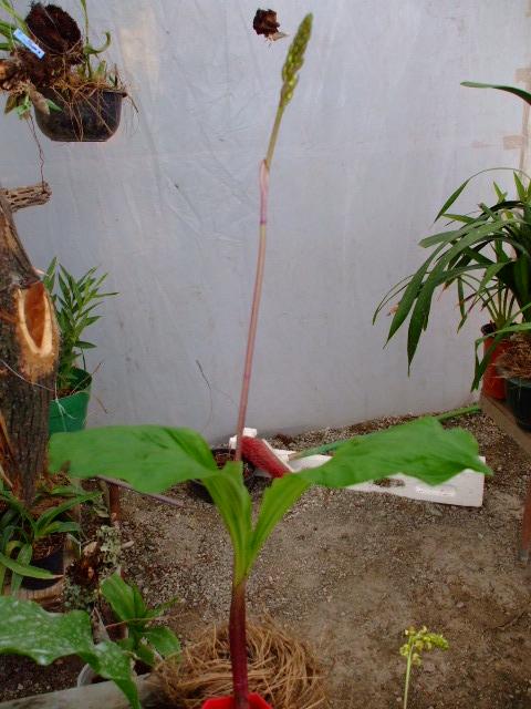 ORQUIDEAS 004.jpg
