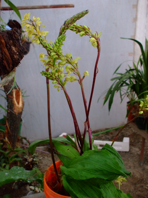 ORQUIDEAS 005.jpg