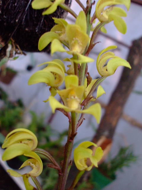 ORQUIDEAS 007.jpg