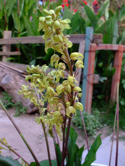 ORQUIDEAS 009.jpg