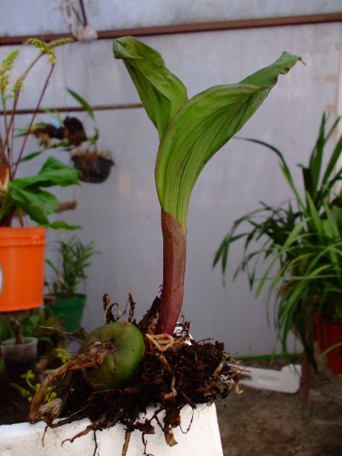 ORQUIDEAS 010.jpg