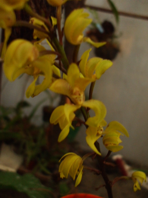 ORQUIDEAS 011.jpg