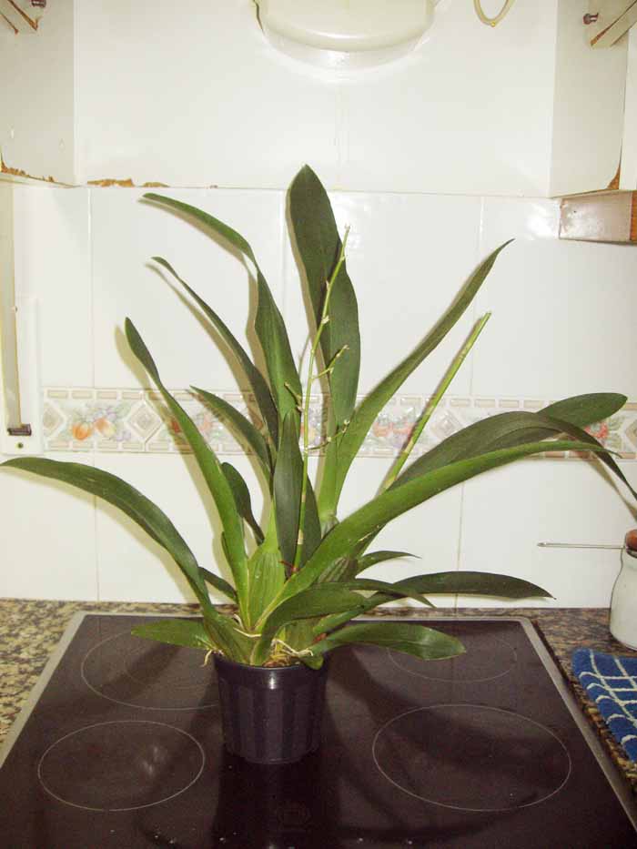 ORQUIDEAS 020.jpg