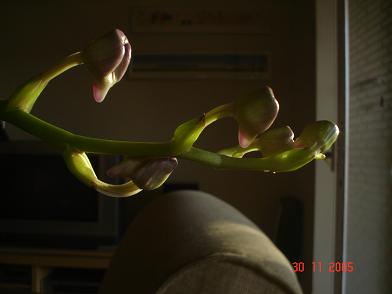 Orquideas%20019.JPG