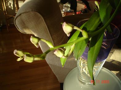Orquideas%20020.JPG