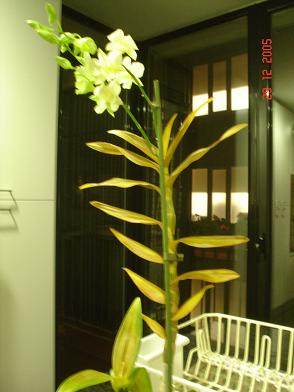 Orquideas%20060.JPG
