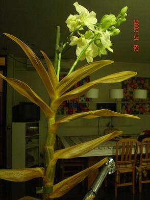Orquideas%20063.JPG