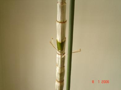 Orquideas%20078.JPG