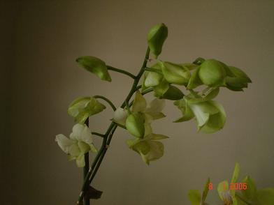 Orquideas%20079.JPG
