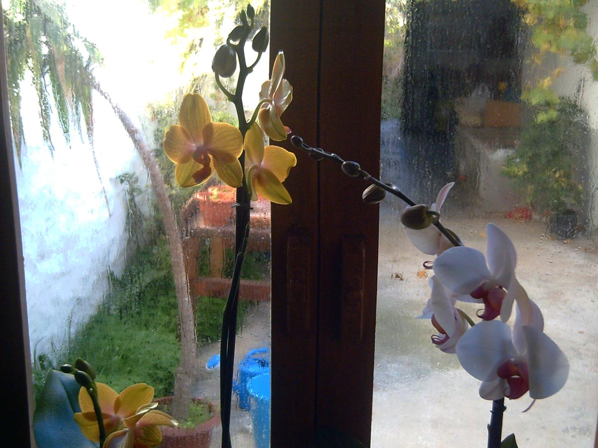 orquideas%201.jpg