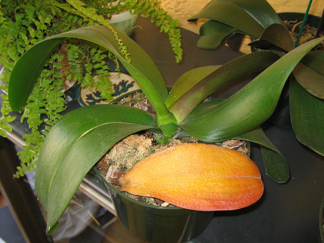 Orquideas%20135.jpg