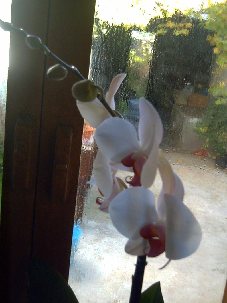 orquideas%202.jpg