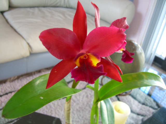 orquideas%202006%20006.jpg