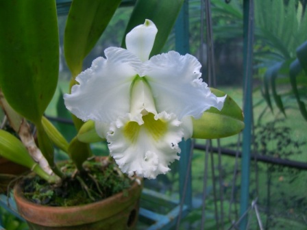 orquideas%202006%20016.jpg