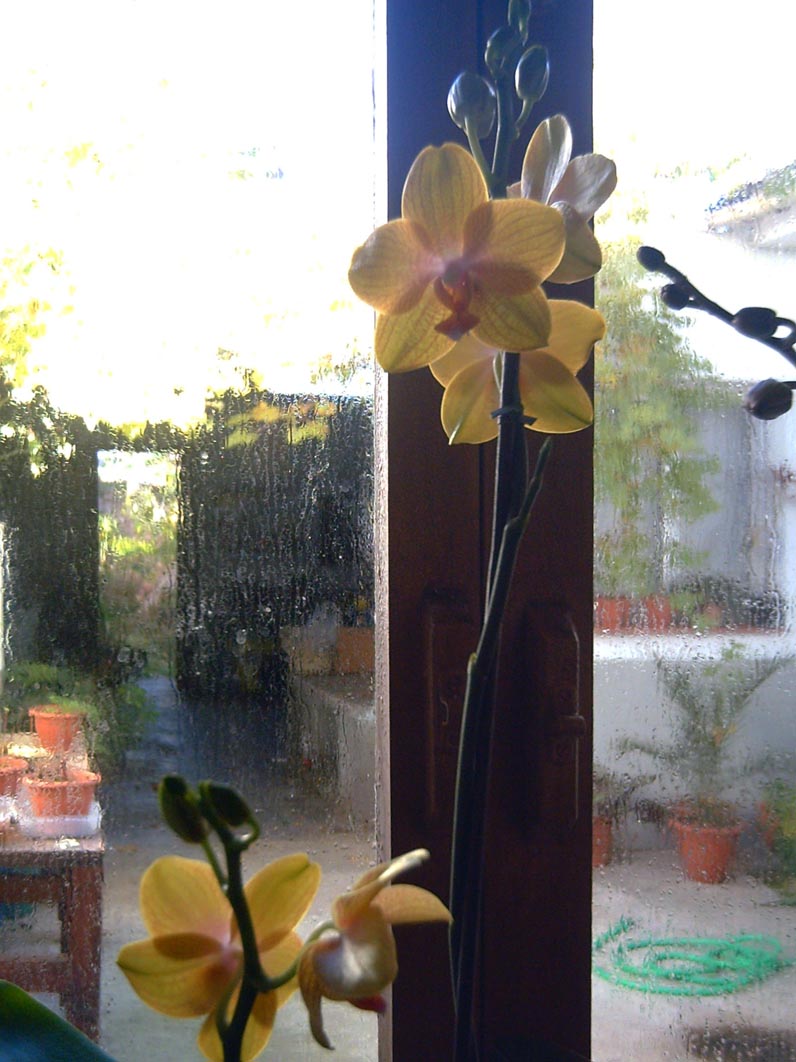 orquideas%203.jpg