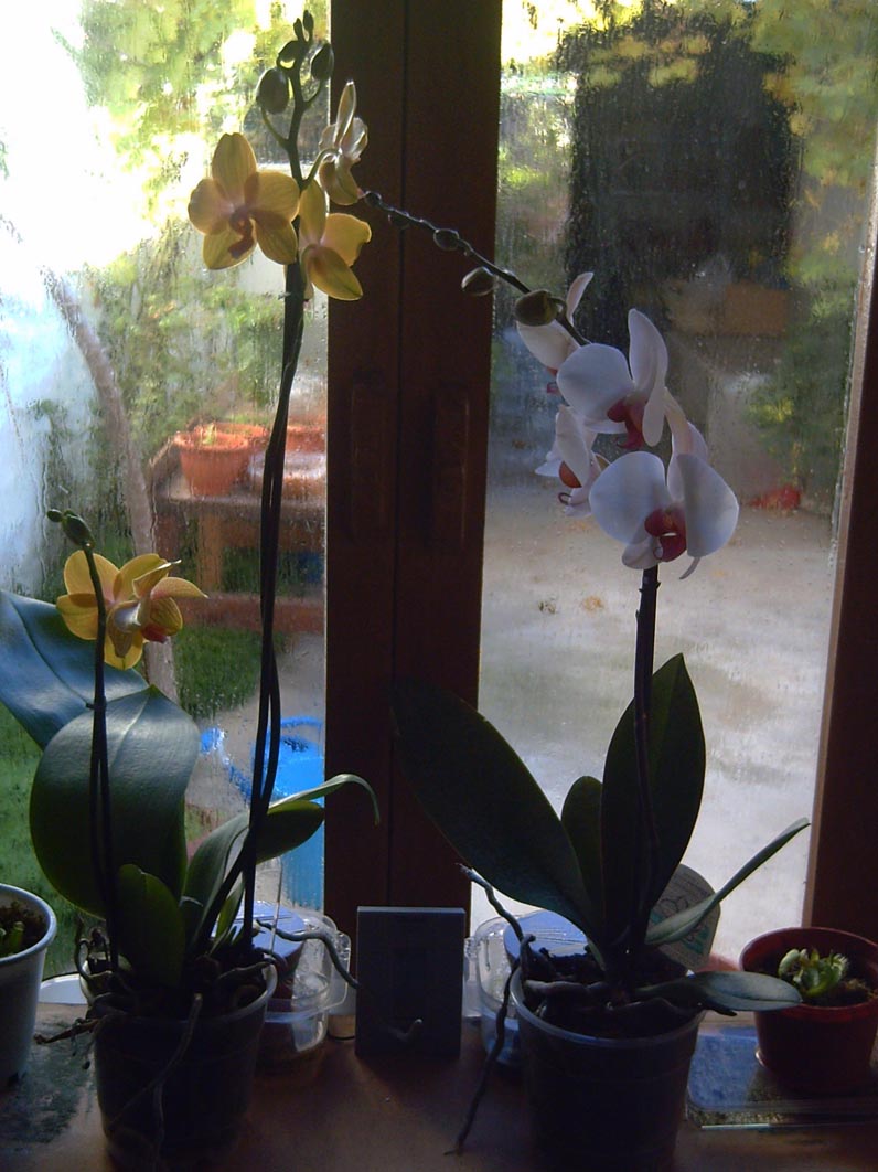orquideas%204.jpg