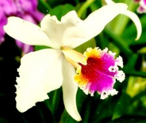 orquideas-300x254.jpg