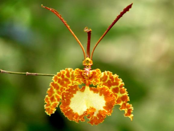 Orquideas+de+costa+rica+%2314.jpg