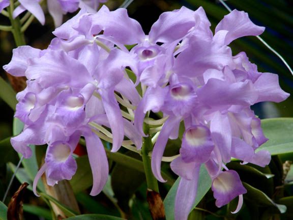 orquideas+de+costa+rica+%239.jpg