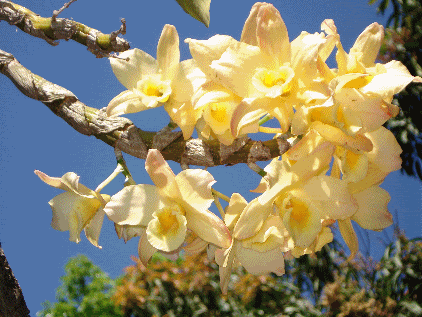 orquideas.gif