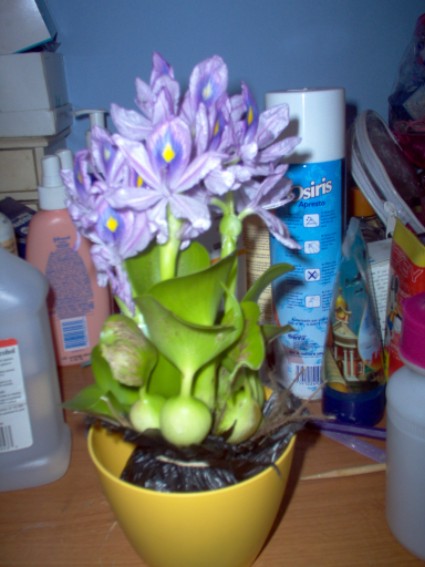 orquideas.jpg