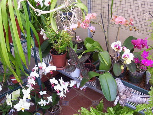 orquideas.jpg